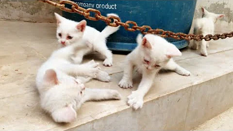Watch the video about Kittens fight until mother cats sees | Meow Cats