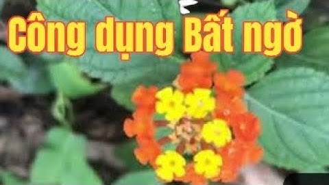 Cây bông ổi ( Hoa ngũ sắc) Tác dụng bất ngờ ít người biết của loài cây mọc dại| Thanh Đồng vlog