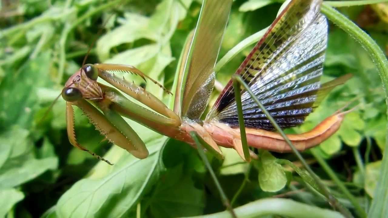 Fight Mantis カマキリ かまきり 蟷螂 ファイト 昆虫図鑑 insect - YouTube