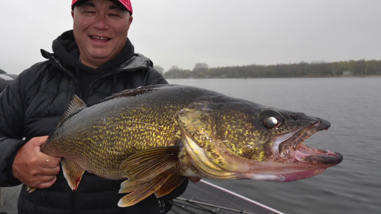 Fall Walleyes on the Bay of Quinte YouTube
