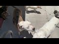 Chardsy video