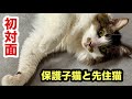 【初対面】保護子猫2匹と柵越しに対面させたら…先住猫の反応がこちら