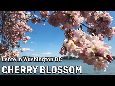 Video: Bloesem Van De Kersenbloesem In Washington, DC