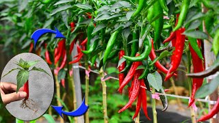 SUPER SPECIAL TECHNIQUE for propagating chili plants with aloe vera, super fast growth by Relax Garden 4,893 views 1 month ago 14 minutes, 15 seconds