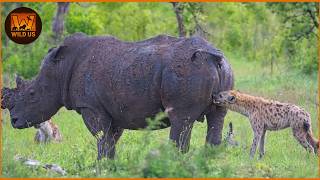 Deadliest Hyena Attacks Caught on Camera | No Mercy in the Wild | Wild Animals