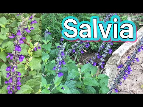 SALVIA blue sage /salvia types