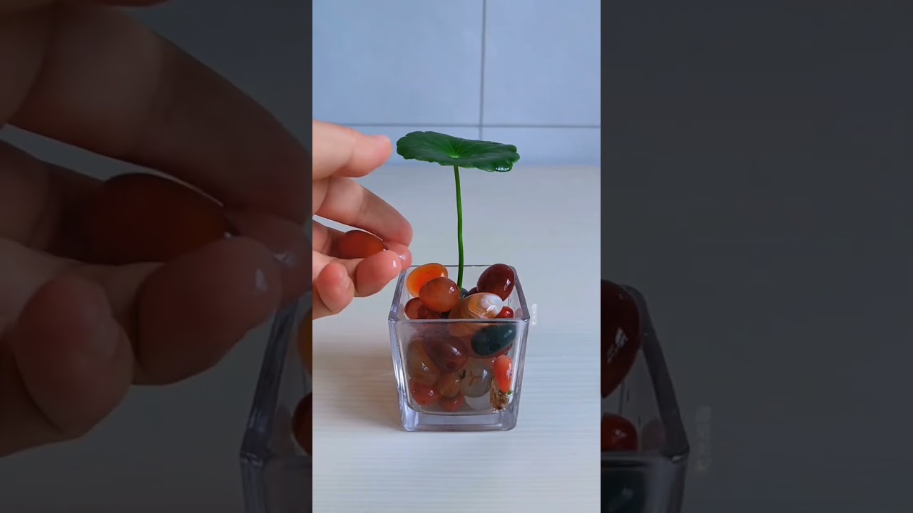 Amazing Men plants flower in cup so beautiful #diy #plants #flowers #latestnews