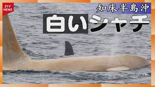 White Orca