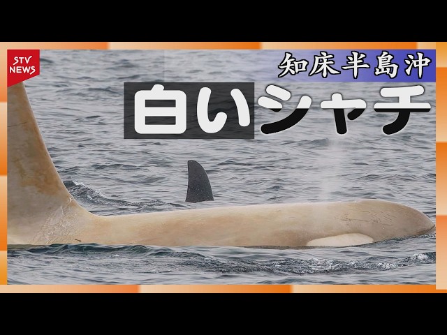 White Orca