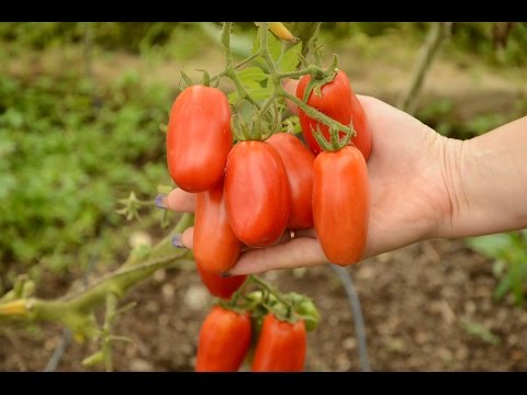 Видео: Уход за томатами Сан-Марцано – выращивание томатов с соусом Сан-Марцано