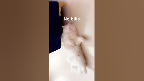 LAZY SHEEN....#cat #persiancat #ytshorts #shorts #fyp