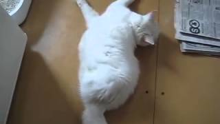 Судороги у кошки Судороги у кошки