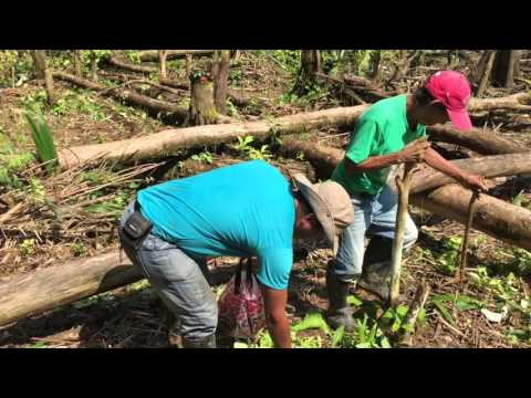 #Colombia #Vruchtbare grond in de Amazone