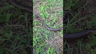 Sljepić(Anguis fragilis)#nature #snake #lizard #guster