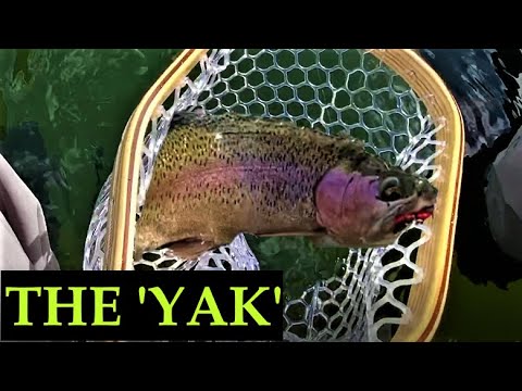 Video: Bisakah kamu memancing di sungai yakima?