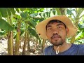 I Came Inside The Banana Jungle Finding Various Kind Of Insects