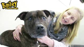 Dogs Trust Manchester - Bailey