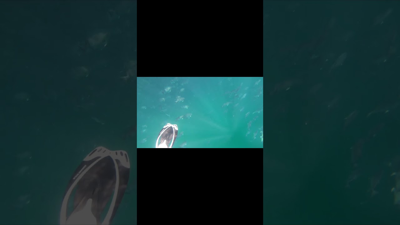 Mesmerizing Spade Fish Schools: Witness the Ocean's Ballet!