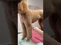 #doggroomer #grooming #dogtok #puppy #airedale #pets #poodle #toypoodle #cutedog #airedaleterrier