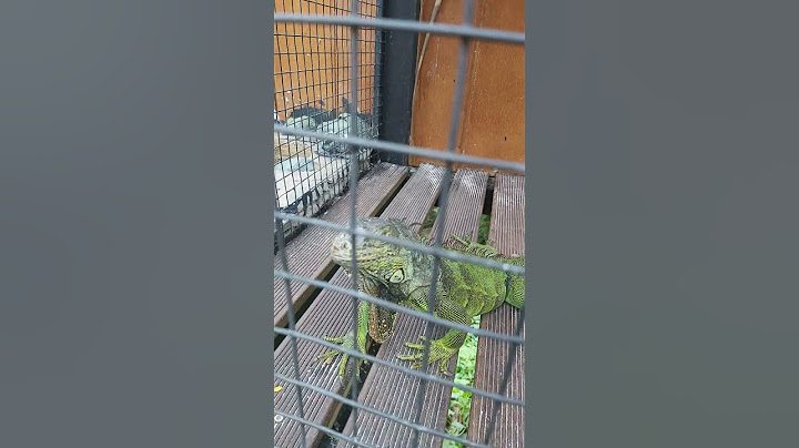 iguana mana yang bagus? ada di Nice Playland #summareconbogor #iguana #liburan