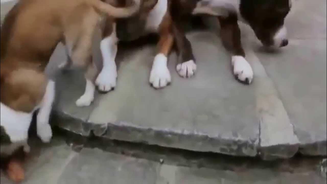 3 собаки видео. Щенки смешные видео. Короткие видео собак. Гифка про двух собак.
