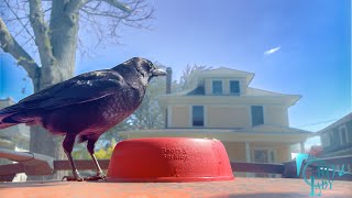 Crow Cam: The Cloud from Outer Space