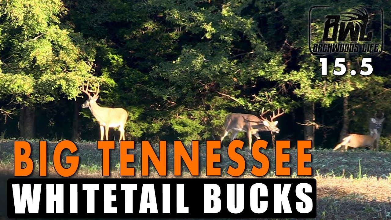 BIG TENNESSEE WHITETAIL BUCKS 15.5 FULL EPISODE YouTube