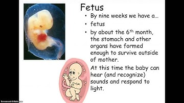 Developmental Psychology physical development