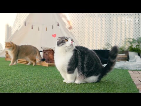 Video: Alat Apa Yang Ada Di Cat