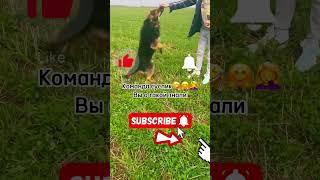 суслик🤦‍♀️#dance #psy #dancechallenge #thatthat #Ryzhik #фильм #дрессировкасобак #кино #собака #dog