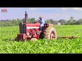 INTERNATIONAL 856 Tractor Cultivating Corn & Soybeans