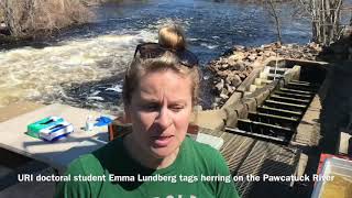 URI Students Tag Herring on the Pawcatuck River