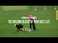 Foundation Training - The Building Blocks Of Your Dog’s Life Foundation Training - The Building Blocks Of Your Dog’s Life