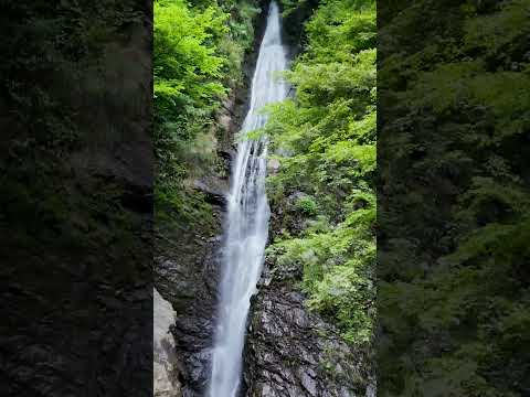 【洒水の滝】神奈川の絶景、神奈川県足柄上郡山北町 ～日本の滝百選～ #自然  #山北町 #shorts  #waterfall #絶景   music by Tomoya Ageishi