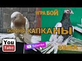 ГОЛУБИ  ТАСМАНЫ Фатхутдинов Жамолиддин.2021 pigeons