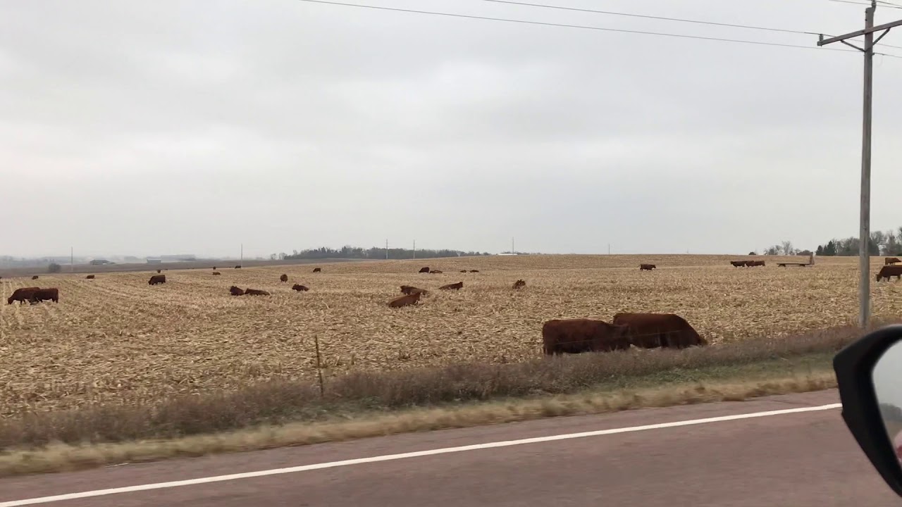 Brown Cows - YouTube