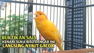 Download Lagu kenari gacor panjang Cuit Cuit EMOSI, Pancingan Kenari Paud Belajar Bunyi, terapi AMPUH Kenari MACET MP3