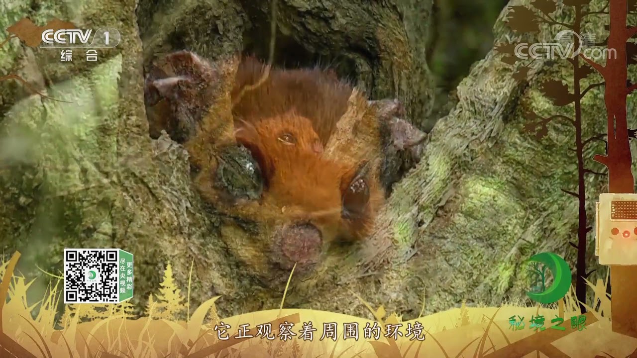 秘境之眼 棕鼯鼠2107 Cctv Youtube