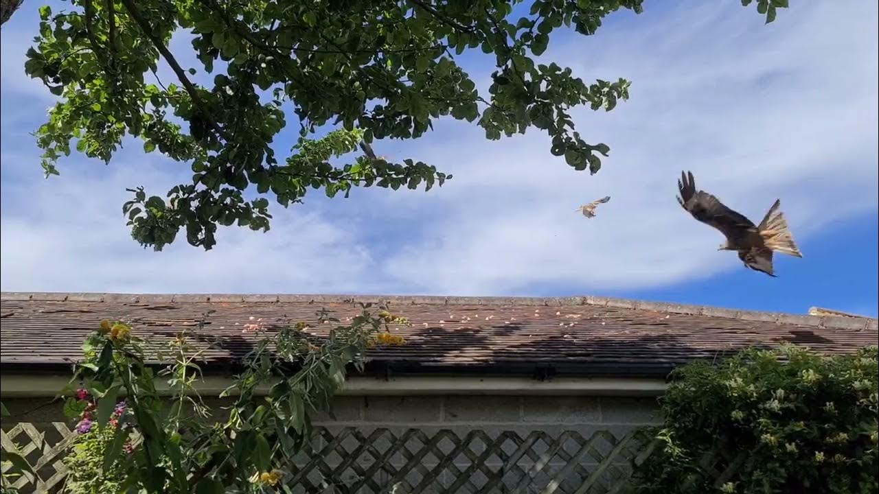 Red kites swooping down for chicken YouTube
