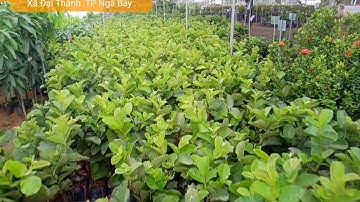 "ỔI RUBY " Cây To .Thân Khoẻ ....CTy THẾ GIỚI CÂY GIỐNG CN HẬU GIANG .
