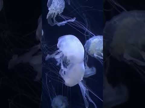 Atlantis The Palm, The Lost Chambers Aquarium, Dubai