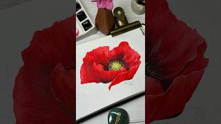 Red poppy flower timelapse watercolor painting