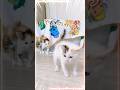 子猫のミルクと離乳食｜最後は警戒ポーズ？今を全力で生きる子猫たち【保護猫生活】