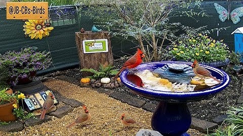 LIVE - Monday Fall Leaves Droppong, Bird 🐦 Watching, Flowers, Nature & Wildlife