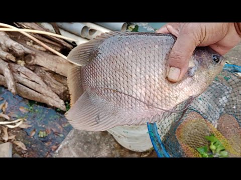 bergema sampai selamanya - Nadhif Basalamah || cover by ell kiaa