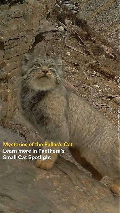 Small Cat Spotlight: Pallas's Cat
