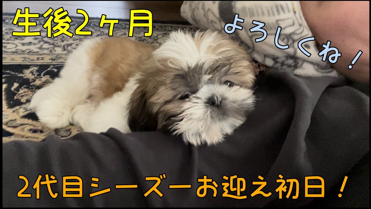 【シーズー子犬】新しい家族が増えました！生後2ヶ月シーズーお迎え初日！【Shih Tzu, puppy, First day of pick-up】