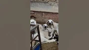 سلعة ماشاء سلالة الصردي 