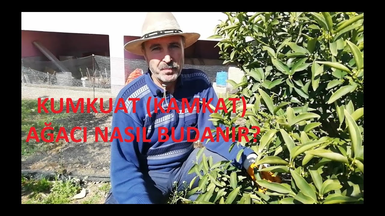 Kumkuat(Kamkat) Ağacı Nasıl Budanır?