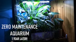 ZERO MAINTENANCE AQUARIUM! What Went Wrong? | Peace Lily Aquarium 1 Year Later